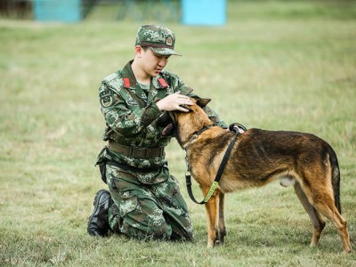 情绪崩溃！《奇兵神犬》张大大与教官爆发冲突